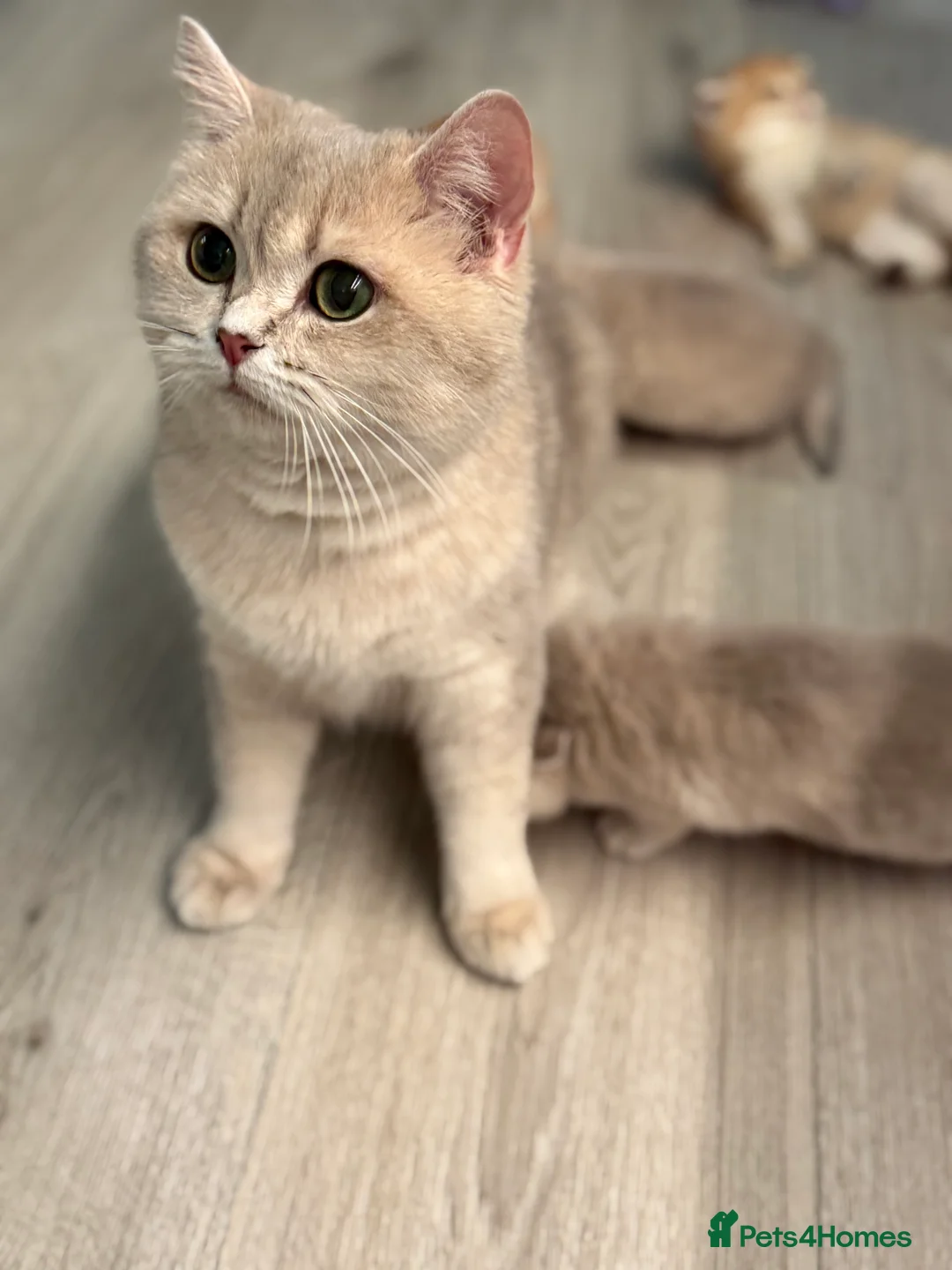 British Shorthair cats for sale: Golden Blue British Shorthair kittens  - Advert 30