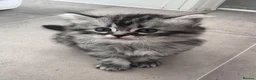 Siberian cats for sale: 4 Stunning Siberian X Norwegian Forest Kittens🐾   - Advert 15