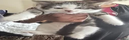 Mixed Breed cats for sale: Beautiful Bengal and Himalayan Kittens for Sale - Advert 5