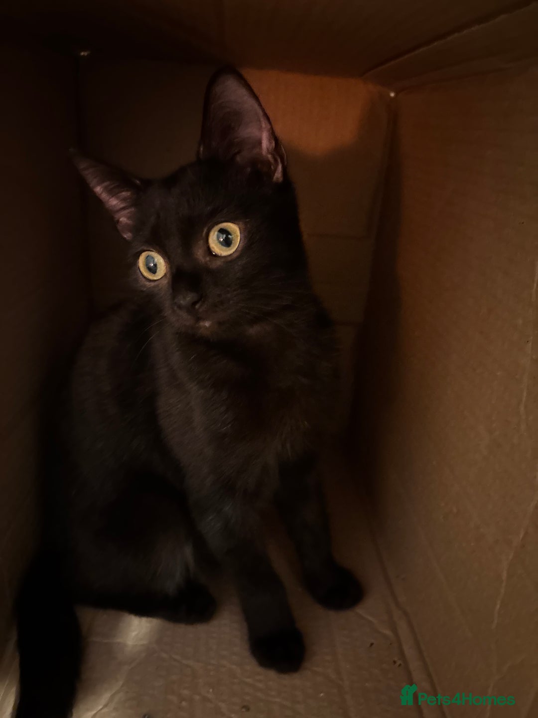 British Shorthair cats for sale: One black Female kitten urgently needs a new home - Advert 5