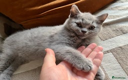 British Shorthair cats for sale: Kind Souls Fluffy Coats British Shorthair Kittens - Image 13