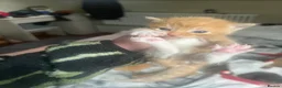 Mixed Breed cats for sale: Kittens - Advert 5
