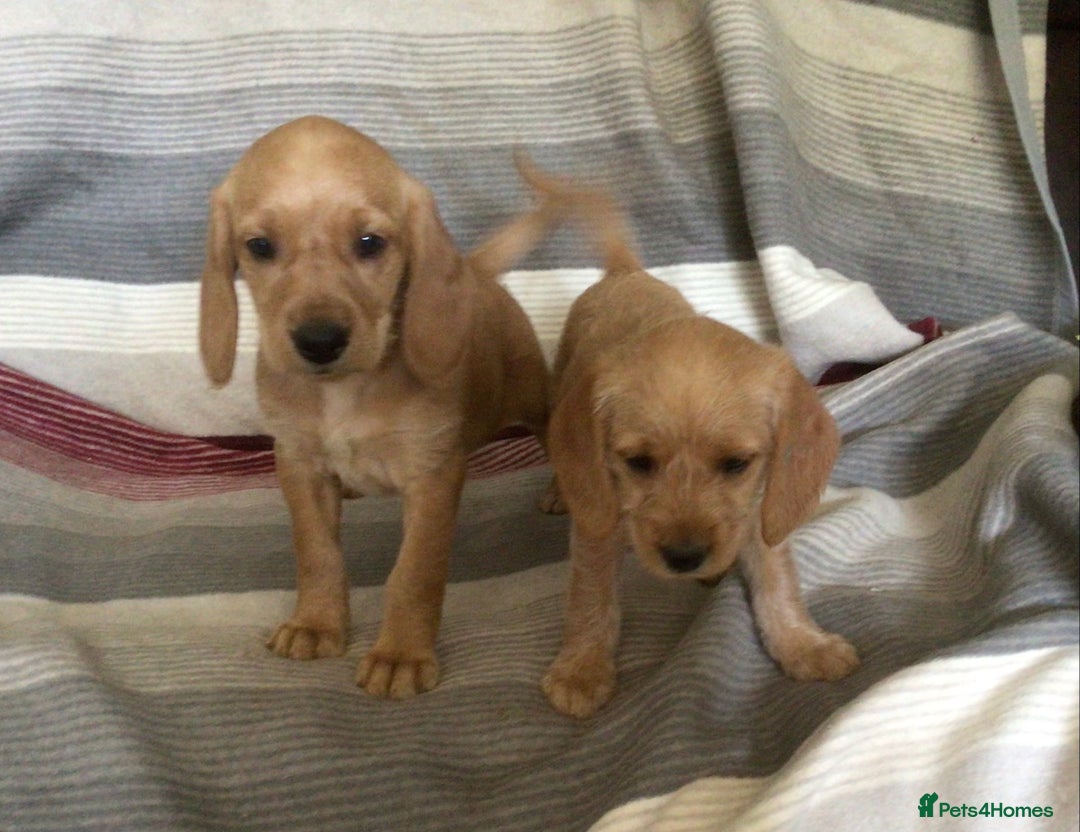 Hungarian Vizsla dogs for sale: VIZSIPOO puppies, Vizsla x Miniature Poodle - Image 20
