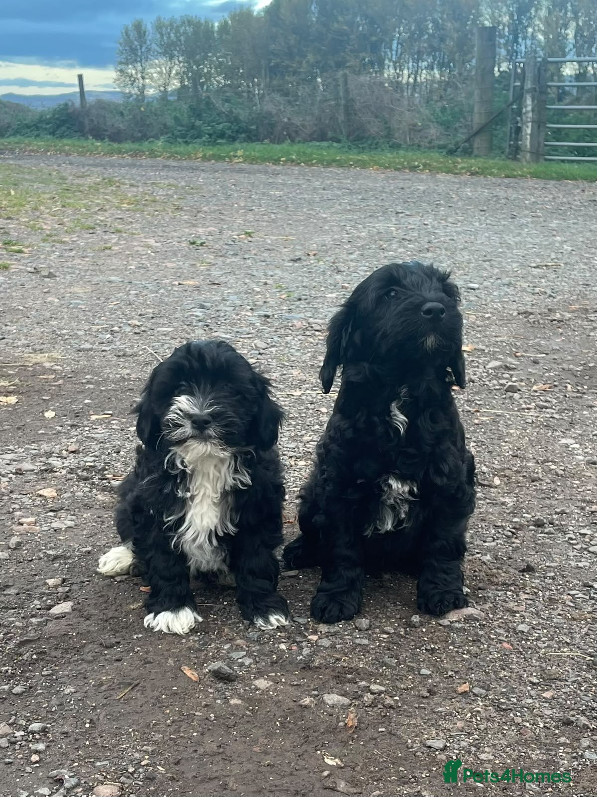 Jackapoo dogs Health checked and Fully vaccinated Jackapoos - Advert 7