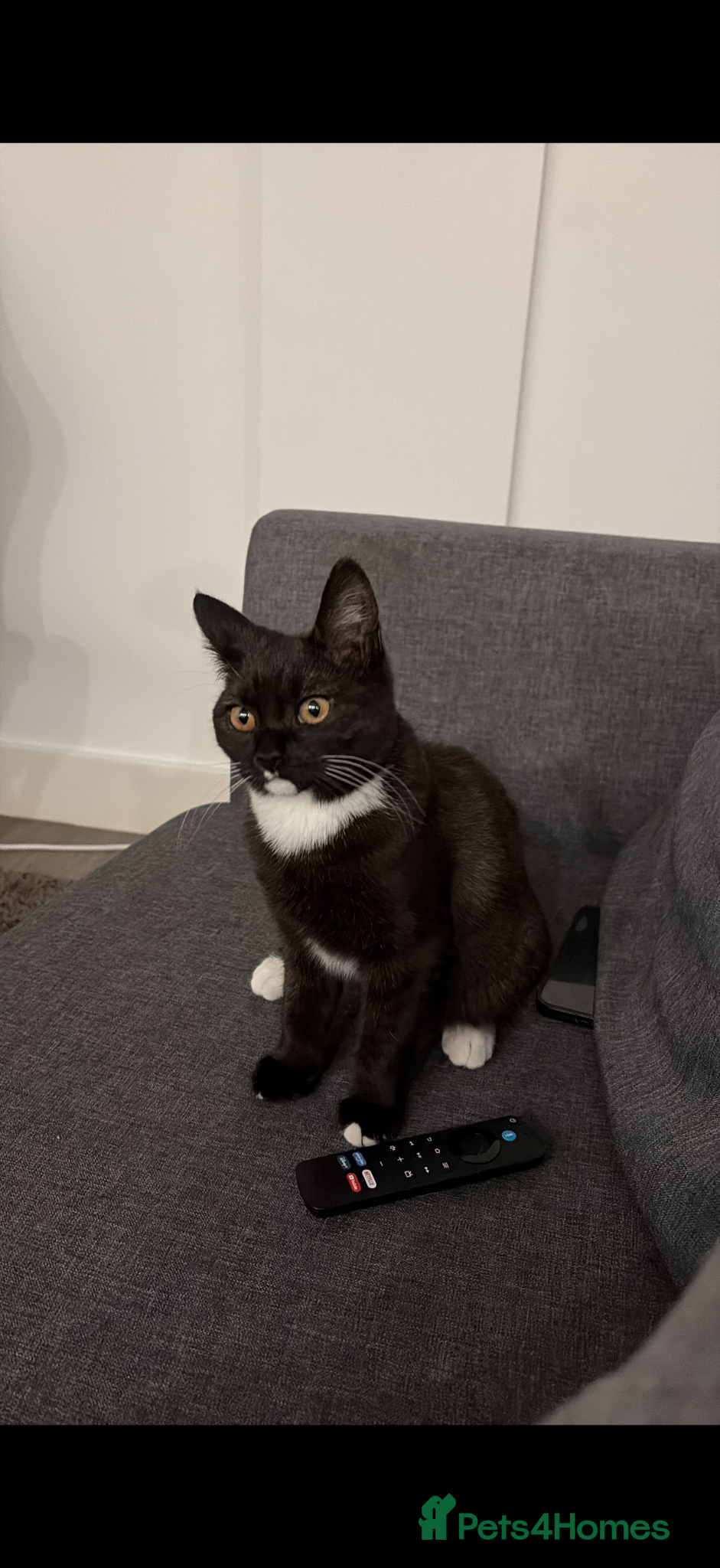 Mixed Breed cats Mixed british shorthair / domestic long hair  - Advert 2