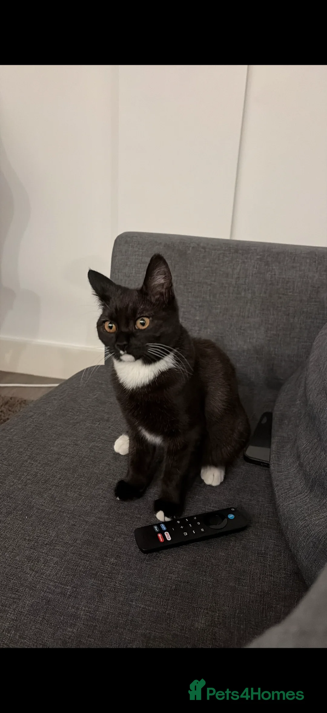 Mixed Breed cats for sale: Mixed british shorthair / domestic long hair  in Pudsey - Advert 1