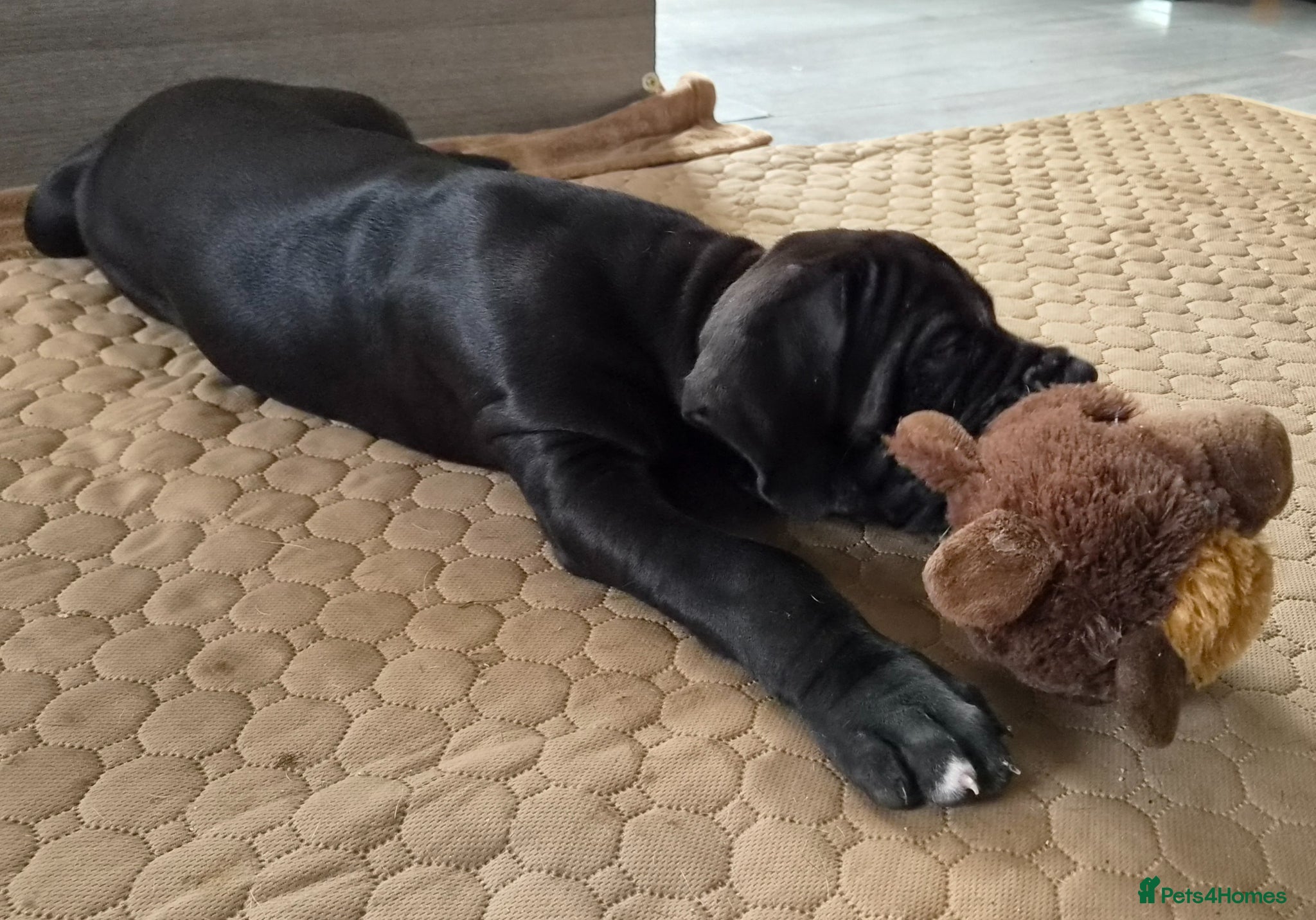 Great Dane dogs Kc reg, health tested parents - Advert 4