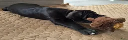 Great Dane dogs for sale: KC REG. READY NOW, FULLY VACCINATED  - Advert 3