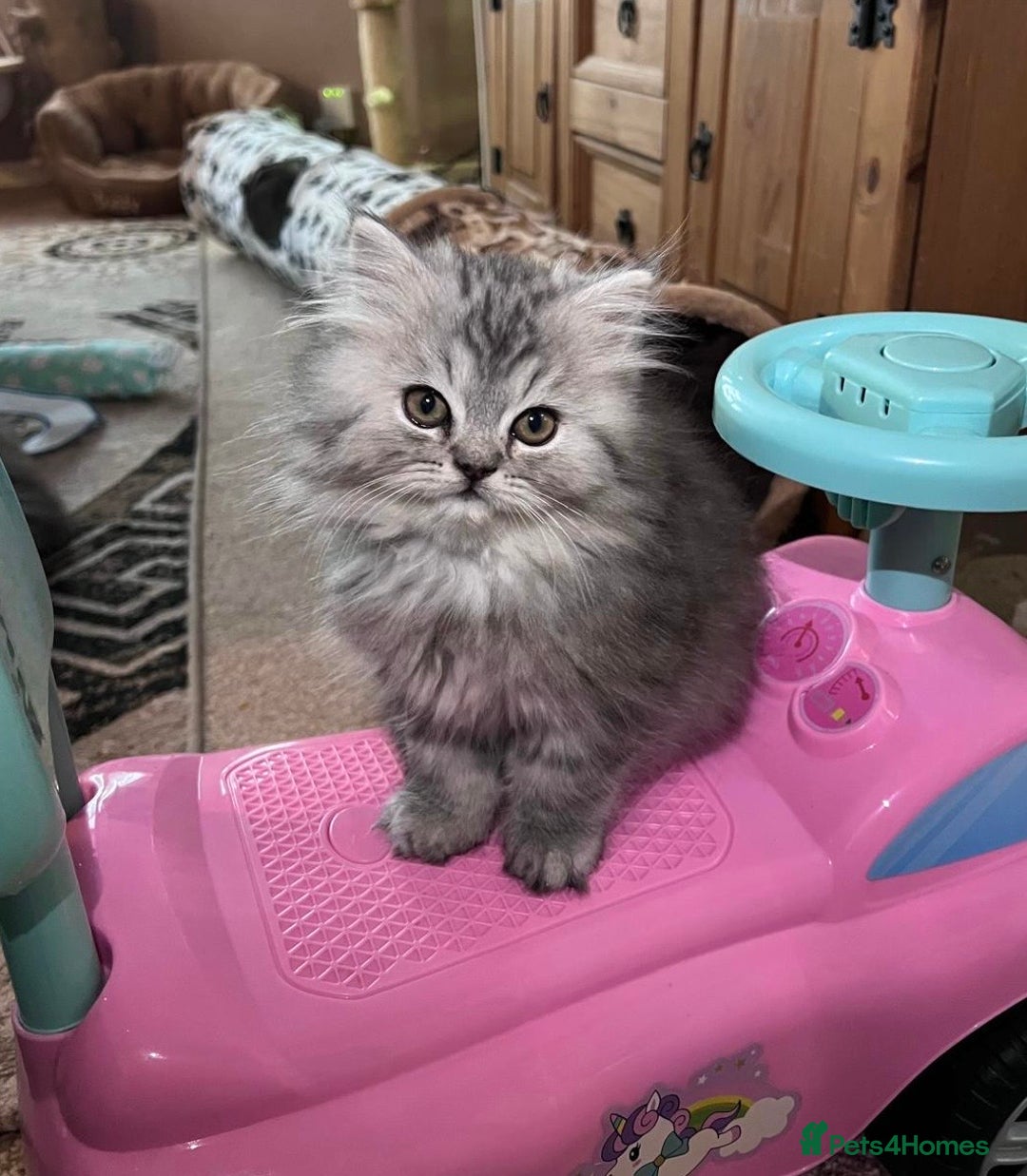 Persian cats for sale: 3 gorgeous, mischievous baby boys💙 - Advert 1