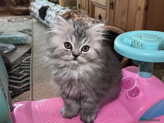 Persian cats 3 gorgeous, mischievous baby boys💙 - Advert 1