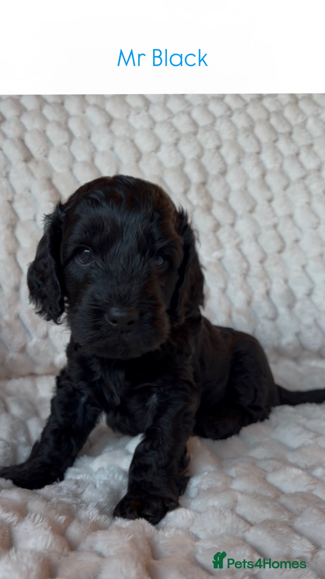 Cockapoo dogs for sale: Charming Cockapoo puppies. Pick your perfect pal! - Advert 10