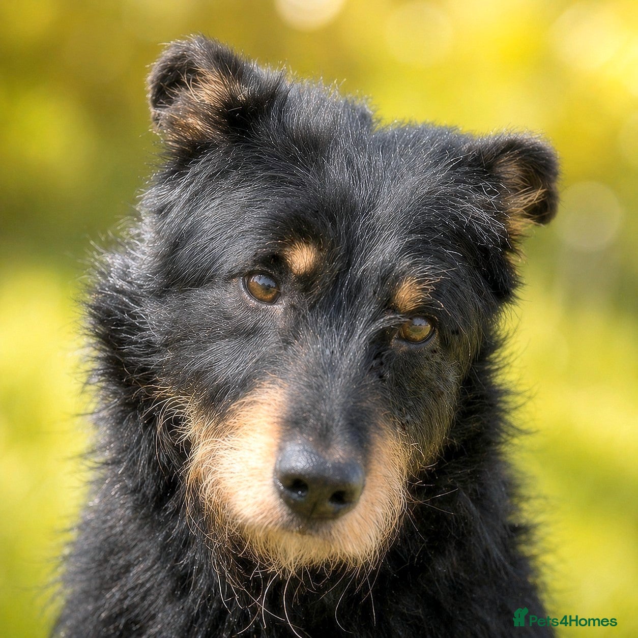 Mixed Breed dogs 🐾 Finley – Smart Scruffy Boy Ready to Belong ❤️ - Advert 7