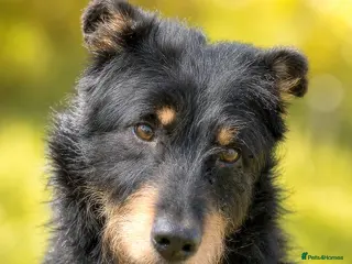 Mixed Breed dogs 🐾 Finley – Smart Scruffy Boy Ready to Belong ❤️ - Advert 7