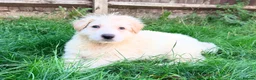 German Shepherd dogs for sale: Beautiful White Pedigree German Shepherd Puppies - Advert 3