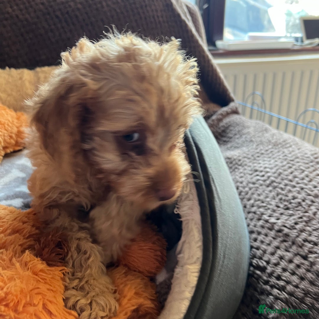 Mixed Breed dogs for sale: F1b Australian Labradoodle  - Advert 29