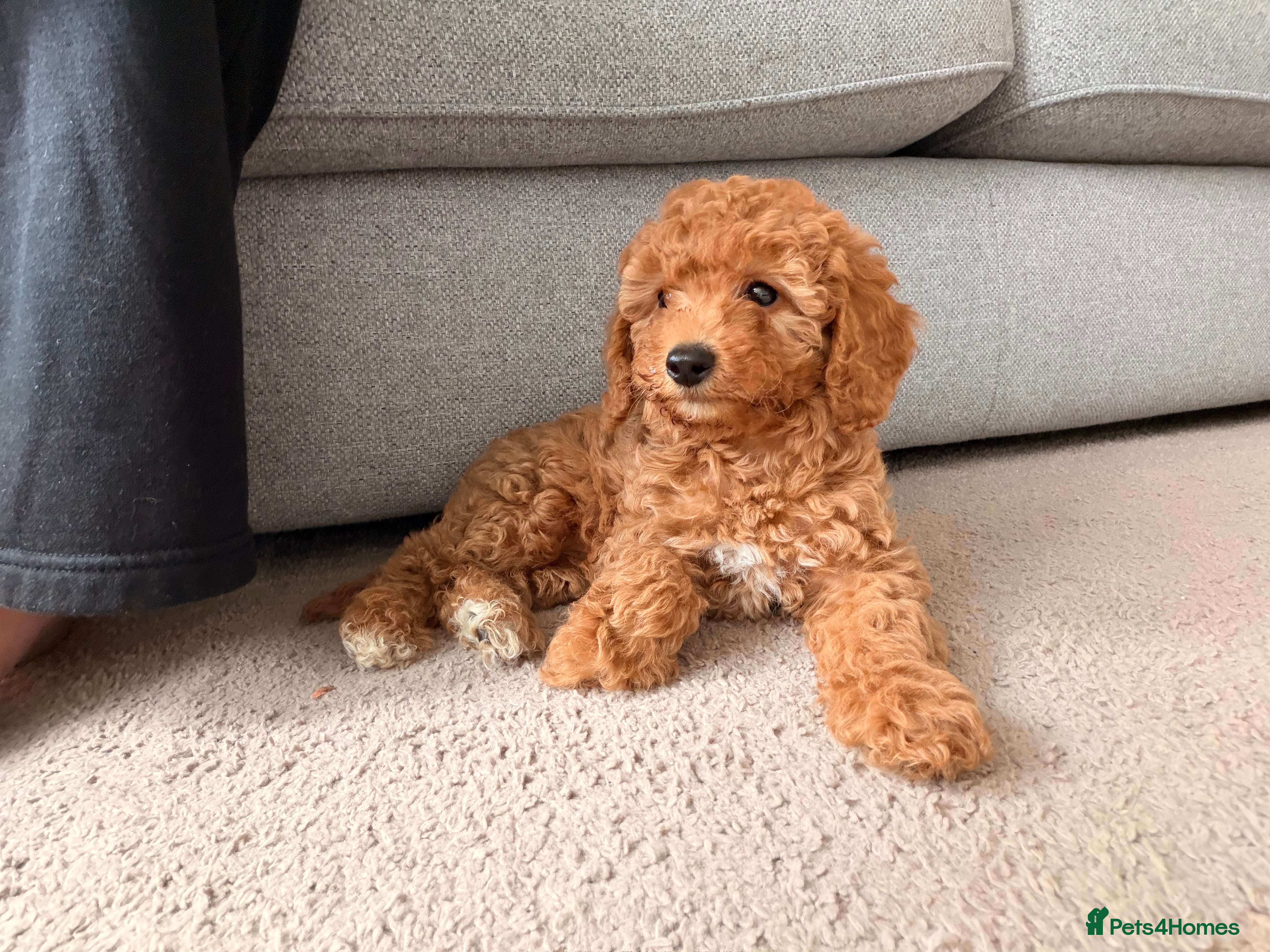 Cockapoo dogs Cockapoo puppies  - Advert 1