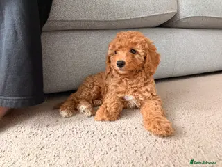 Cockapoo dogs Cockapoo puppies - Advert 4