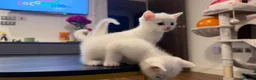 Turkish Angora cats for sale: White kittens in London - Advert 1