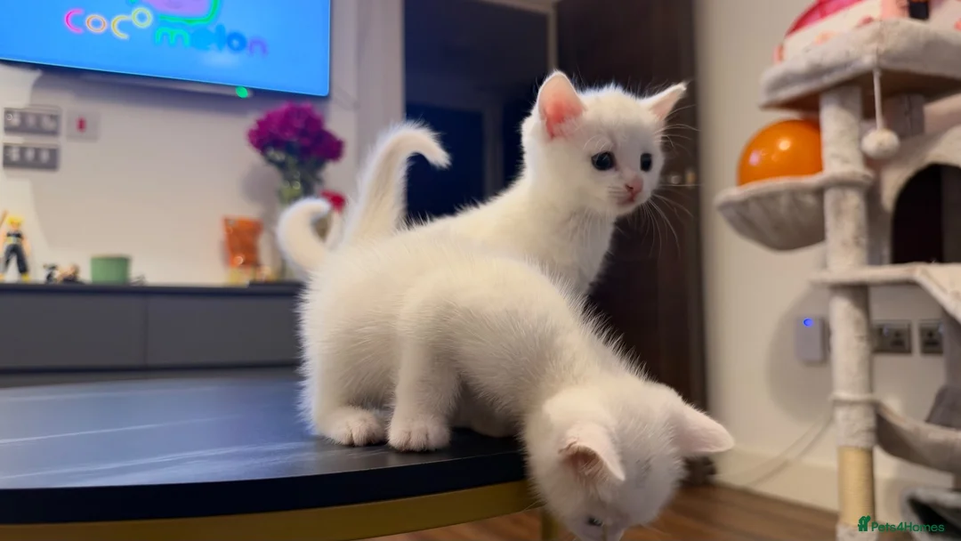 Turkish Angora cats for sale: White kittens in London - Advert 1