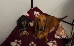 Dachshund dogs for sale: Standard Smooth Dachshund puppy - Image 3