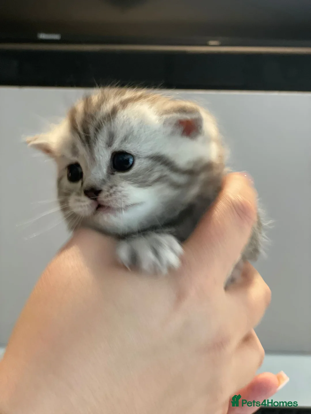 British Shorthair cats for sale: BEAUTUFUL LILAC SILVER TABBY BOY 💙🐈 - Advert 2