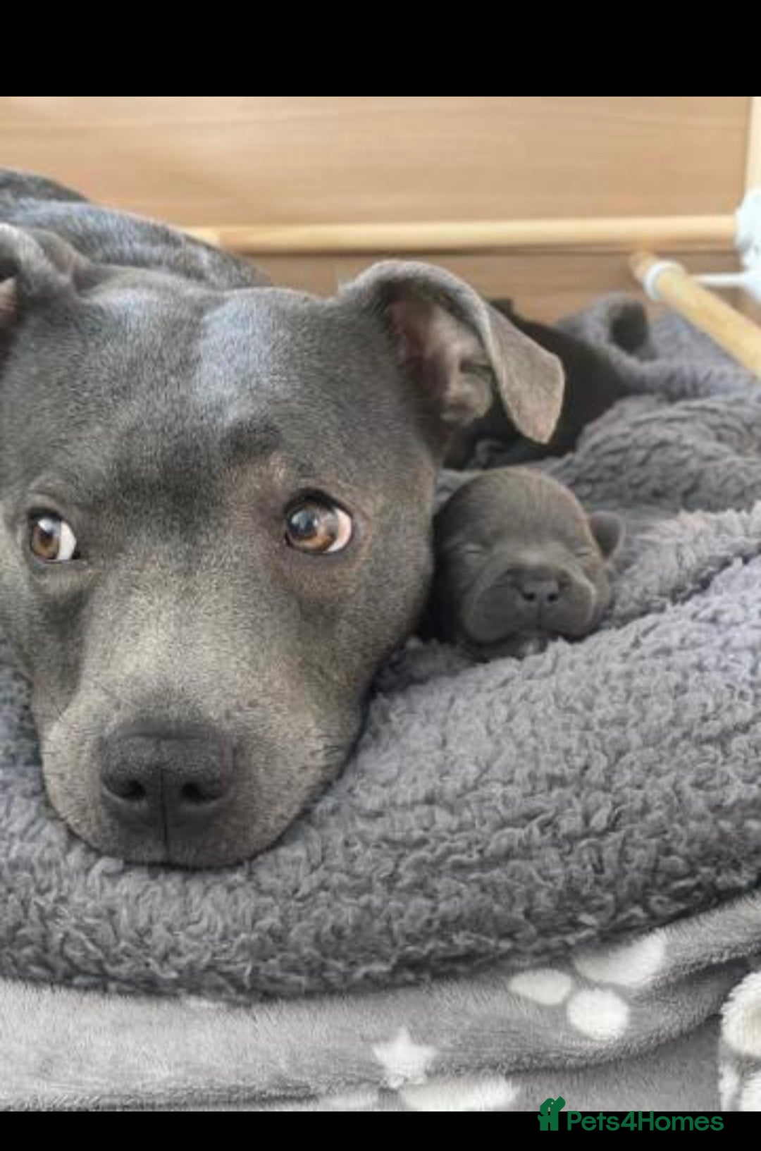 Staffordshire Bull Terrier dogs for sale: 🐶WORMED STAFFORDSHIRE BULL TERRIER PUPPIES 🐶 - Advert 4