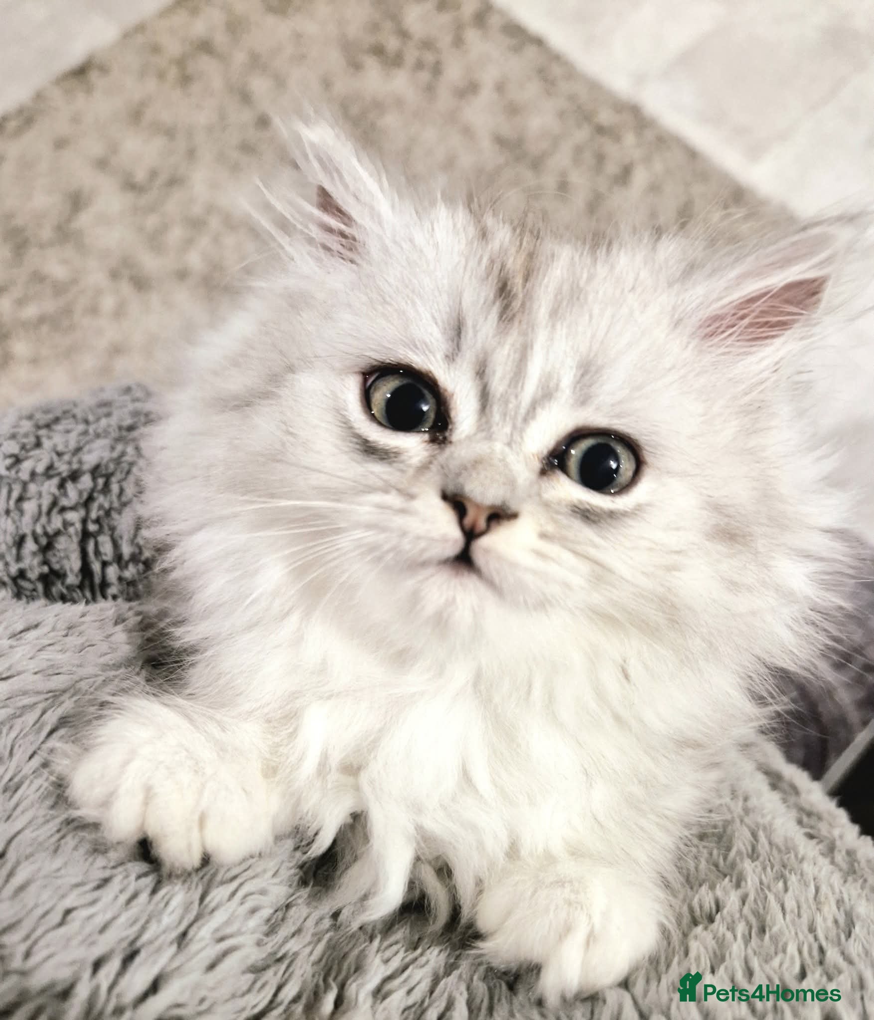 Persian cats Persian chinchilla  - Advert 2
