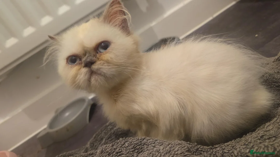 Ragdoll cats for sale: X2 ragdoll x kittens  - Advert 10