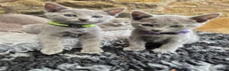 Russian Blue cats for sale: Russian Blue Kittens Loving Homes Only TICA Reg - Advert 5