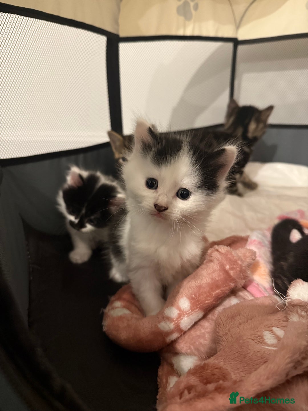 Mixed Breed cats for sale: Litter of kittens  - Image 11