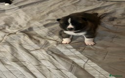 Akita dogs for sale: Akita Puppies for Sale - Advert 16