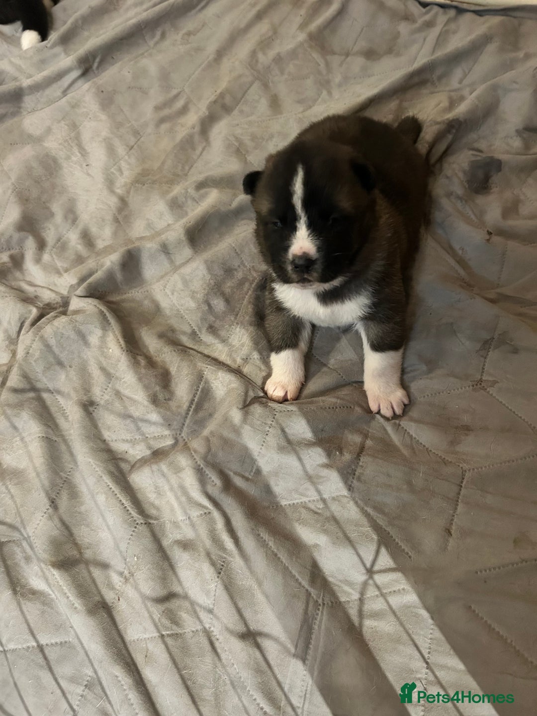 Akita dogs for sale: Akita Puppies for Sale - Advert 16