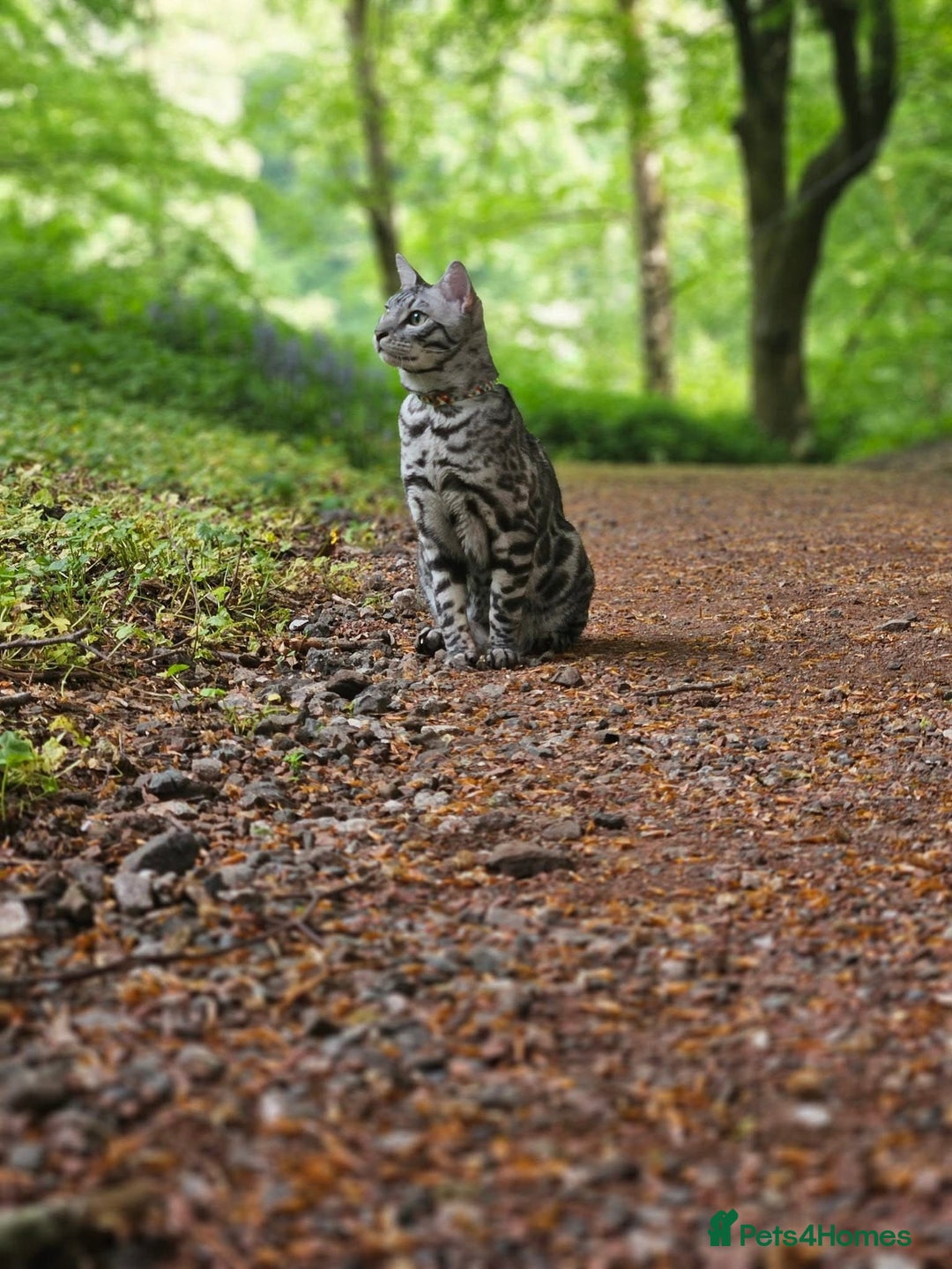 Bengal cats for sale: Sensational Silver Bengal boy requires new family  - Image 4