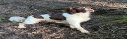English Springer Spaniel dogs for stud: KC Reg Health Tested Springer Spaniel Stud Dog - Advert 10