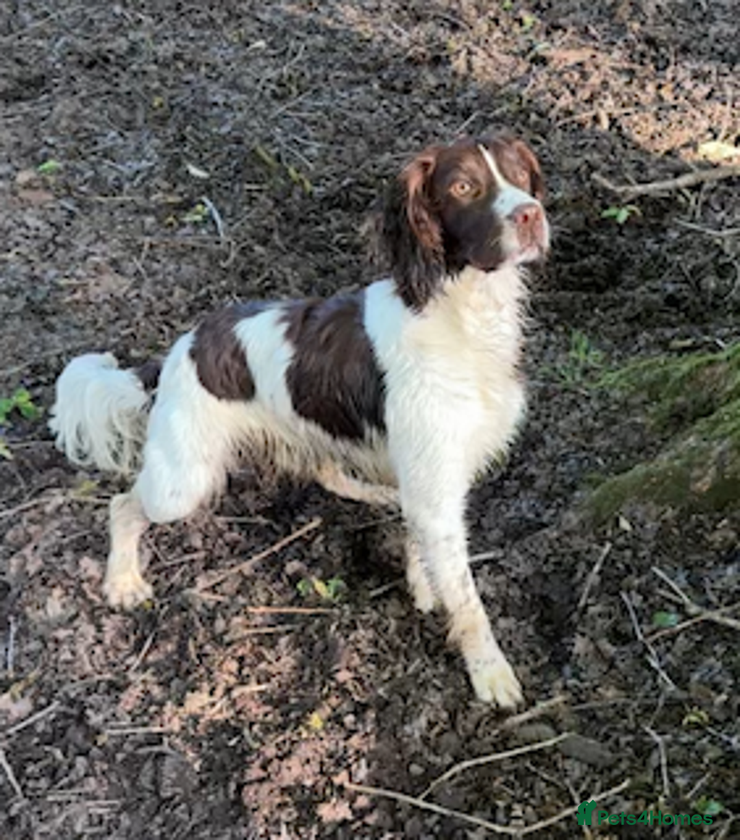 English Springer Spaniel dogs for stud: KC Reg Health Tested Springer Spaniel Stud Dog - Advert 10