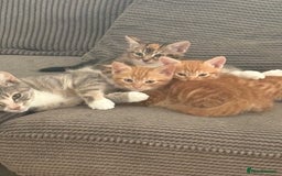Domestic Shorthair cats for sale: Two beautiful domestic shorthair kittens - Image 2