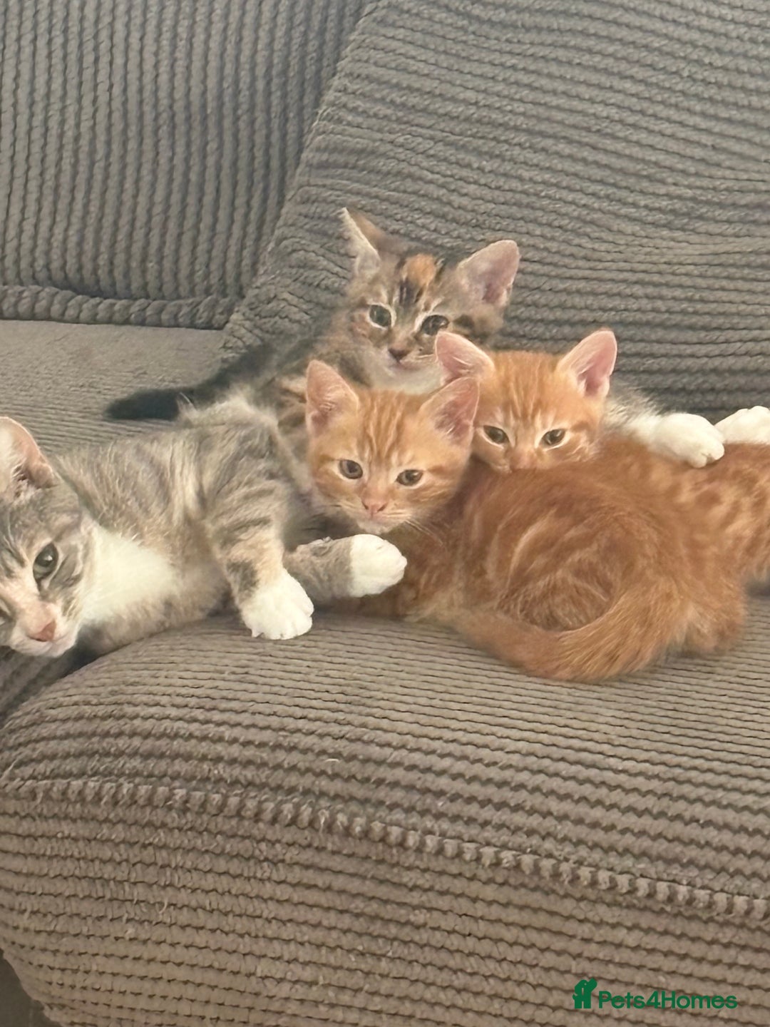 Domestic Shorthair cats for sale: Two beautiful domestic shorthair kittens - Image 2