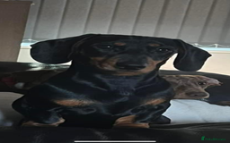 Miniature Dachshund dogs for sale: Champion line miniature Dachshunds KCREG PRACLEAR  - Image 12