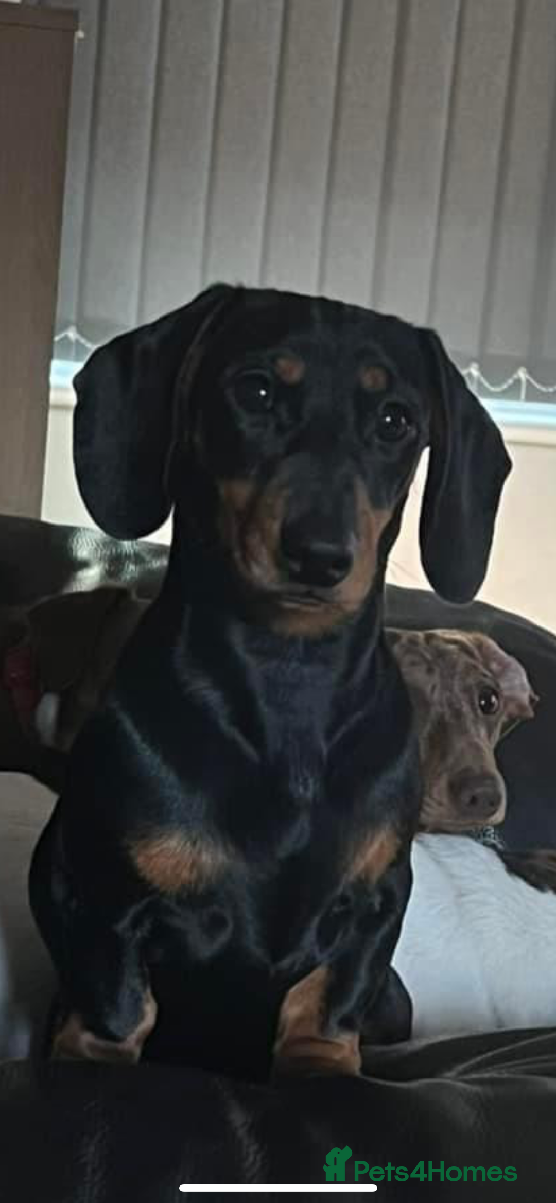 Miniature Dachshund dogs for sale: Champion line miniature Dachshunds KCREG PRACLEAR  - Image 12