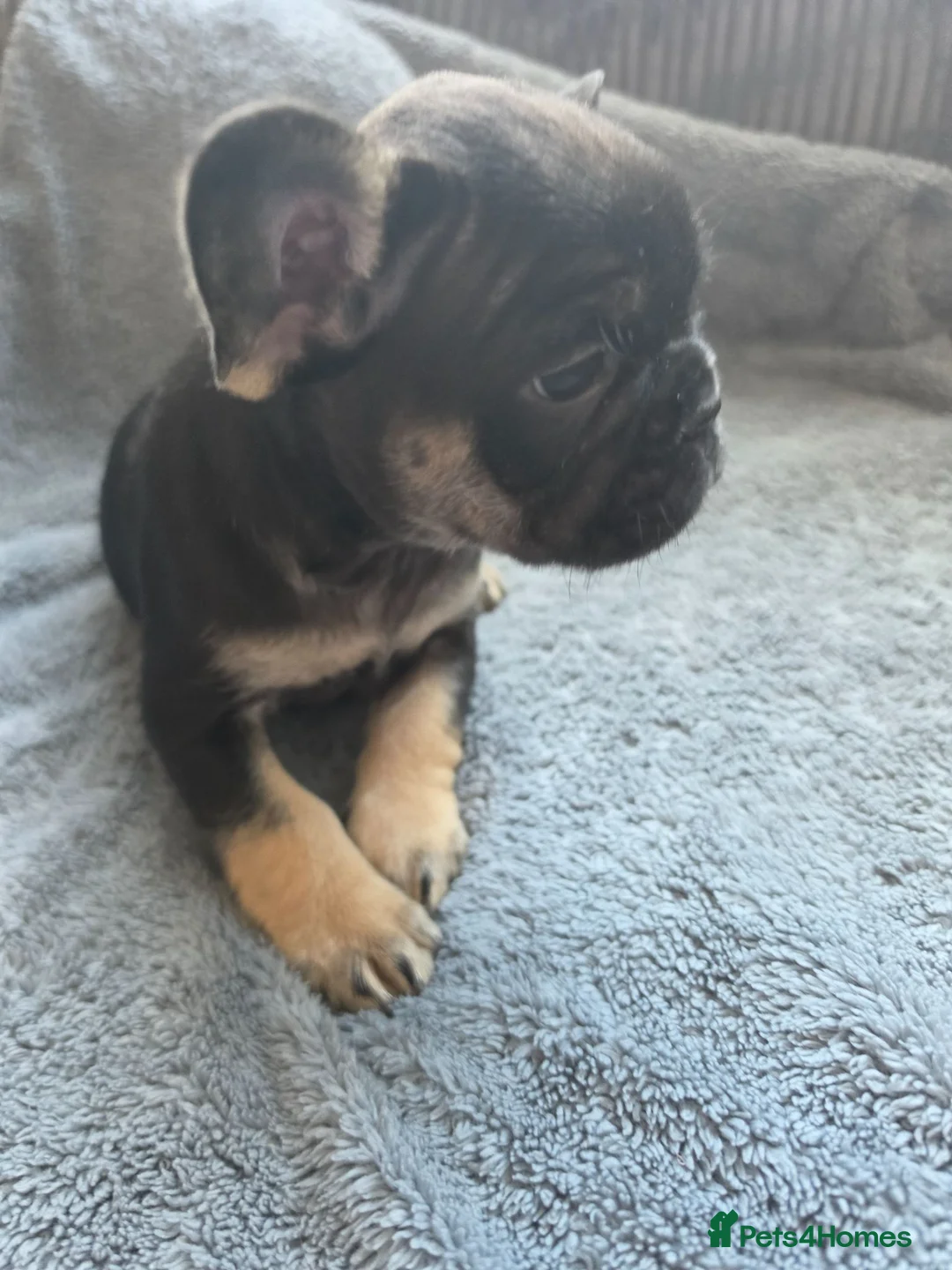 French Bulldog dogs for sale: French bulldog Puppies.  - Advert 34