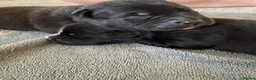 Mixed Breed dogs for sale: Mixed breed puppy’s  - Advert 18