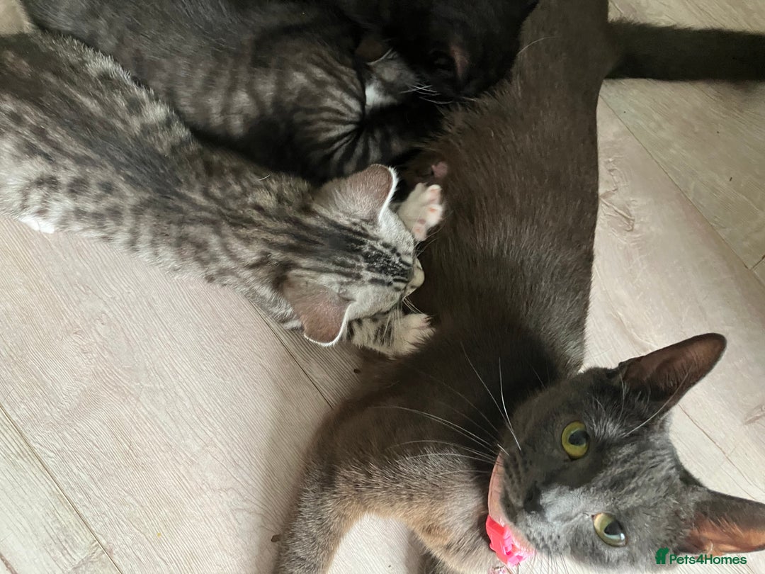 Russian Blue cats for sale: Silver tabby black tabby kittens  - Image 9