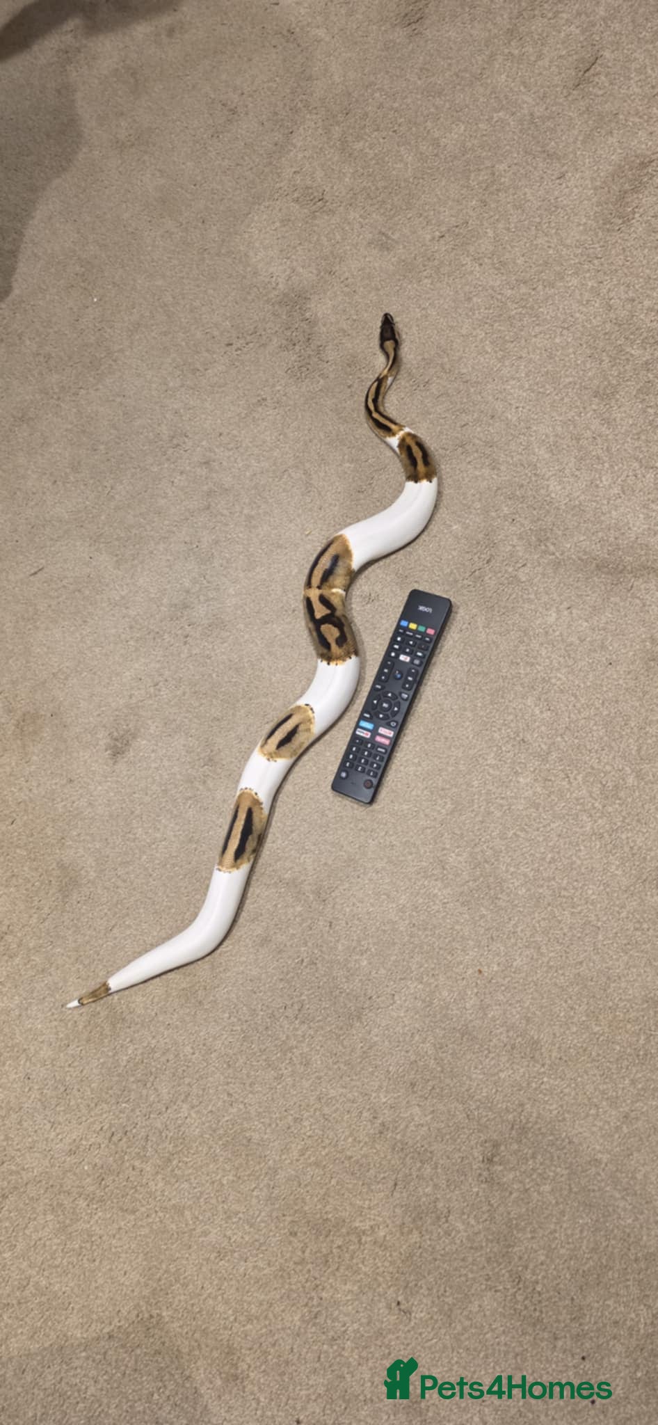 Python Snake reptiles Royal Pythons avaliable - Advert 2