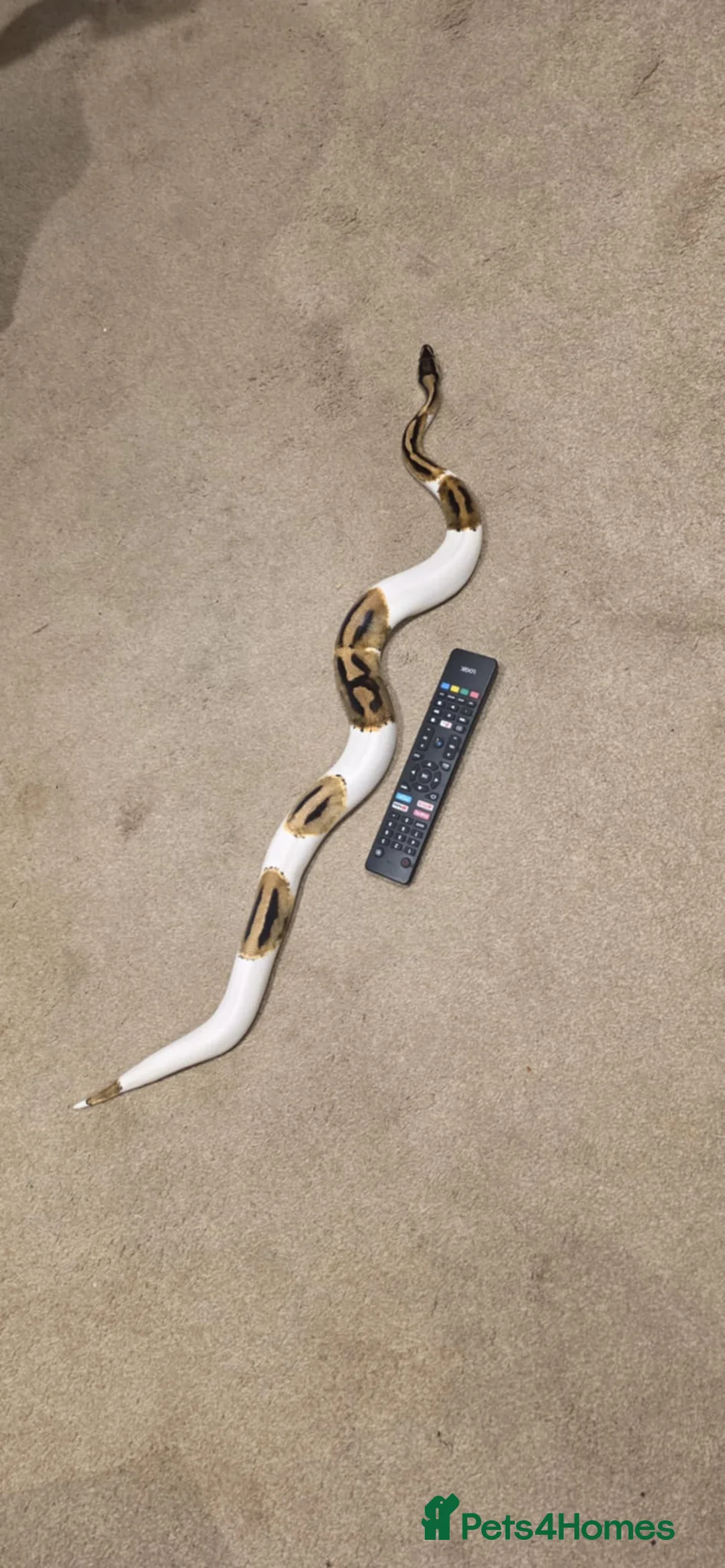 Python Snake reptiles for sale: Royal Pythons avaliable - Advert 1