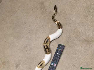 Python Snake reptiles Royal Pythons avaliable - Advert 4