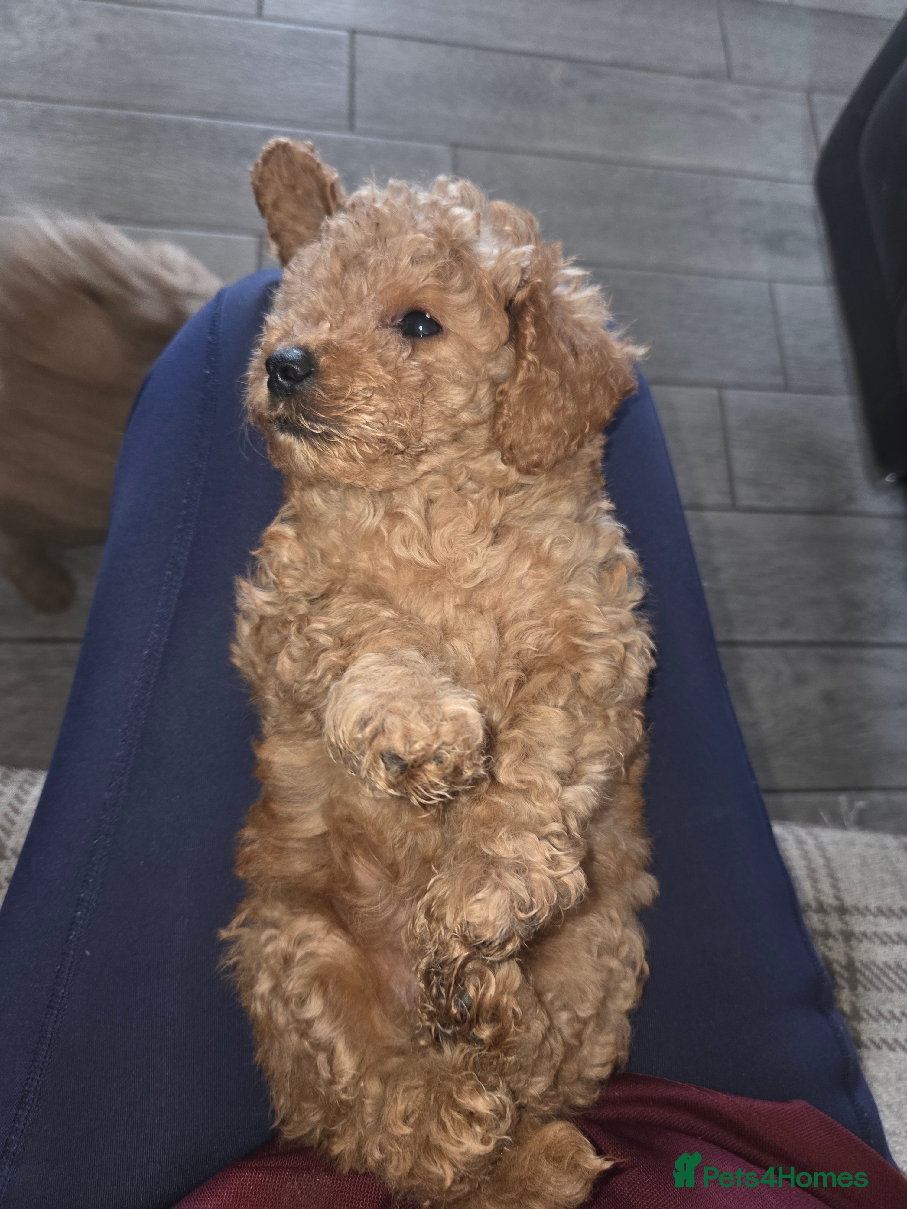 Cockapoo dogs Superb cockapoo puppies 5✨️ coucil registered - Advert 2