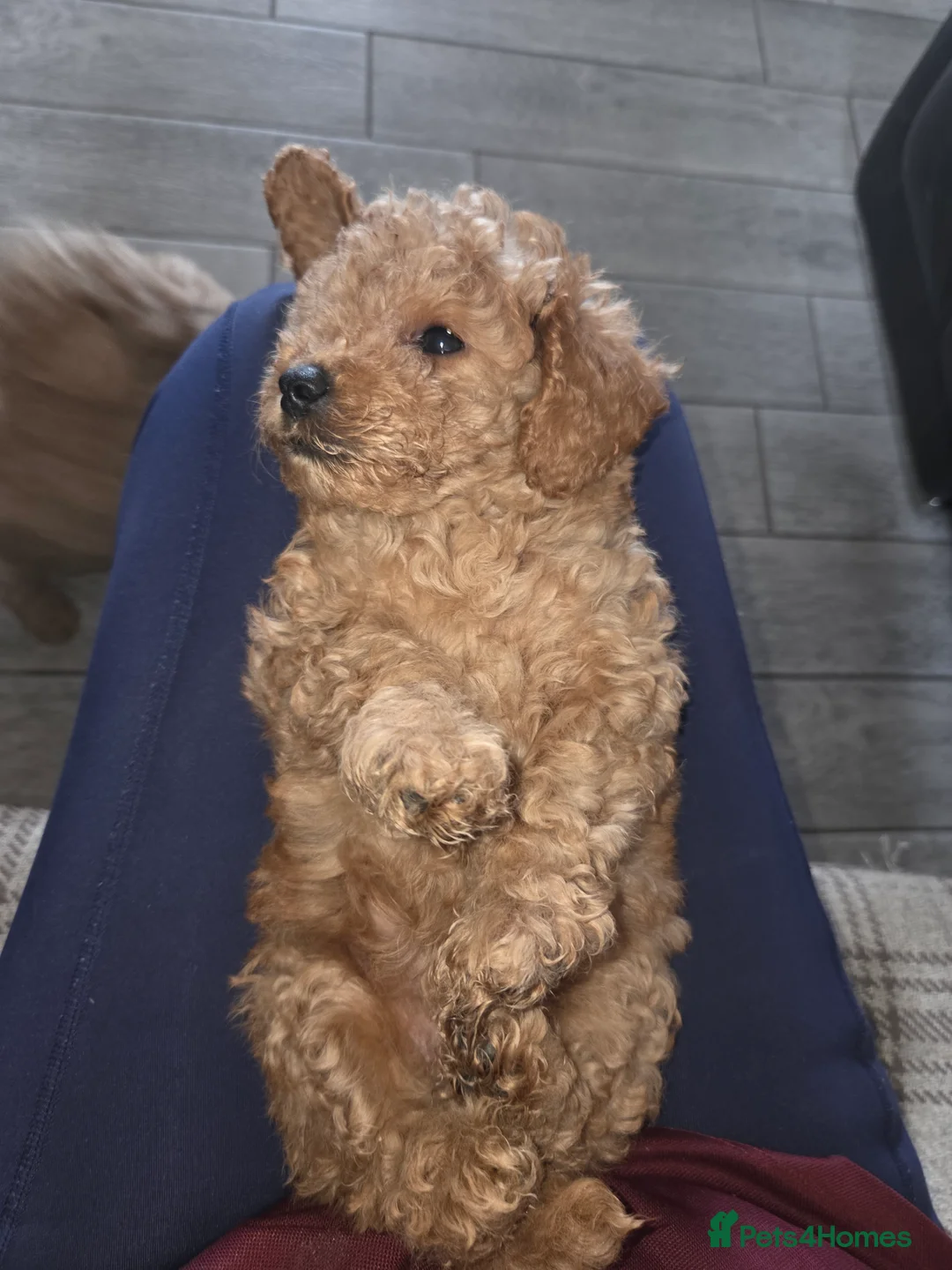 Cockapoo dogs for sale: Superb cockapoo puppies 5✨️ coucil registered in Leeds - Advert 2