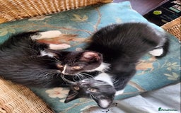 British Shorthair cats for sale: Two cute and cuddly little girl kittens - Image 5