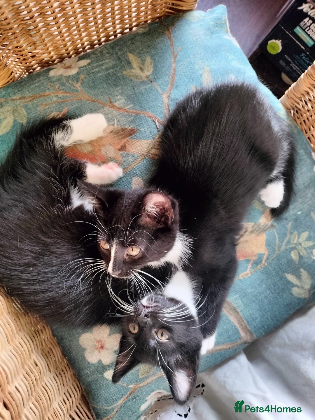 British Shorthair cats for sale: Two cute and cuddly little girl kittens - Image 5