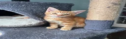 Mixed Breed cats for sale: Four beautiful all ginger kittens  - Advert 12
